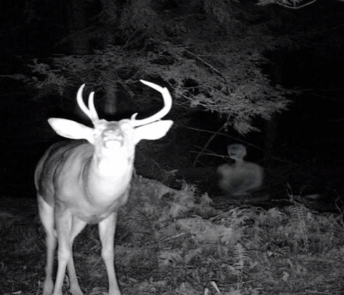unexplainedthings: Trail Cam (ghost)?