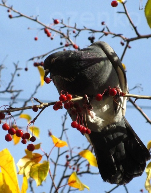 pus-prince: quock-ko: Pigeons and branches. FUCKING LOOK AT THEM