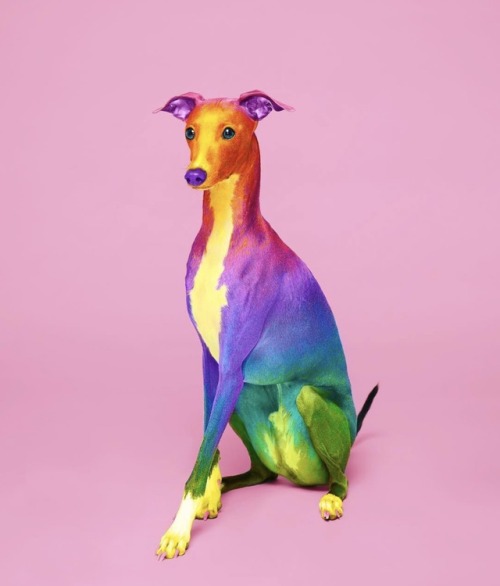 Sex crossconnectmag:  Photo based digital colored animals by pictures