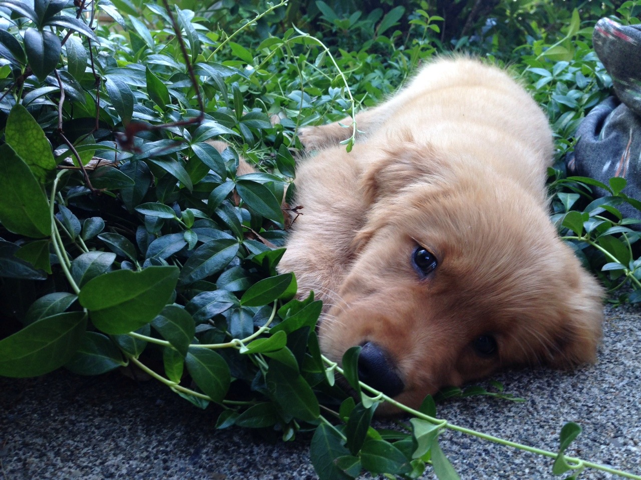 spermbanker:  i met this pretty lady today who likes to sleep in plants 