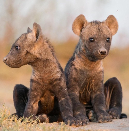 beautiful-wildlife:Baby Hyenas by Will Burrard-LucasLiuwa Plains, Zambia