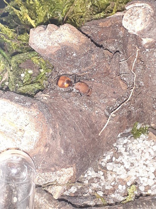 Bug Tour Part 2: My Snails, Millipedes, And Velvet Ant.
