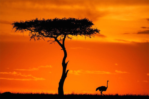 Golden sunsets of Masai Mara Natural Reserve, captured by Paul Goldstein.