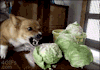 rslashrats:snuv:meatpower:Acts of violence manic monday moodboardhell on earth  