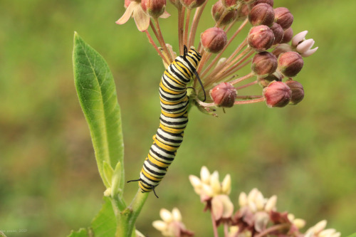 Milkweed is truly an ecosystem unto itself. The photos above were taken over the past several weeks 