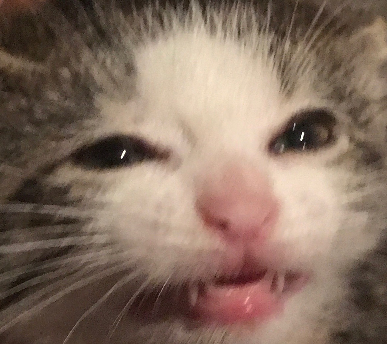 unflatteringcatselfies:The face my cat Vos made when I had to wash his paws because