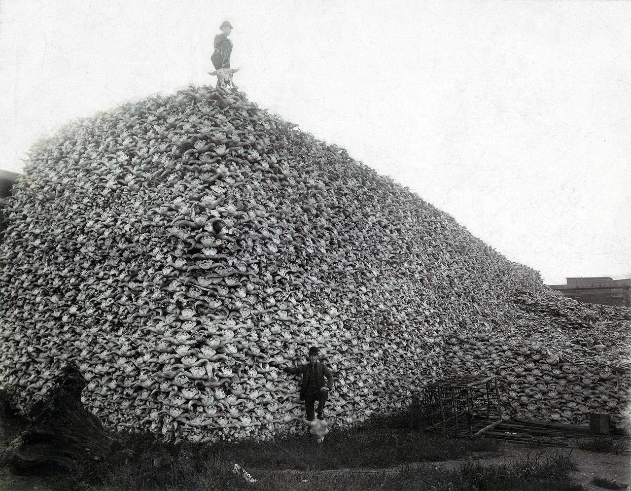 Crânes de bisons, 1870.Cette photographie montre deux américains debout au sommet
