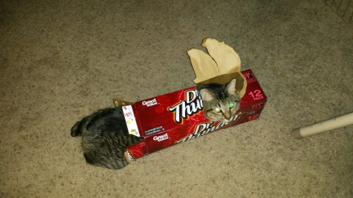themeatpie:My cat is an exploded biscuit can.