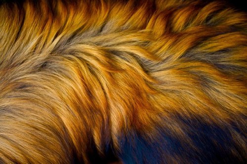 Fluffy, formidable, functional furFur is one of the defining characteristics of the mammalian lineag