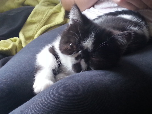 bofurbofureverywhere:  This is our new kitty, she now has a name… Roma, after the Goddess of 