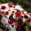 hydenllumpeckii