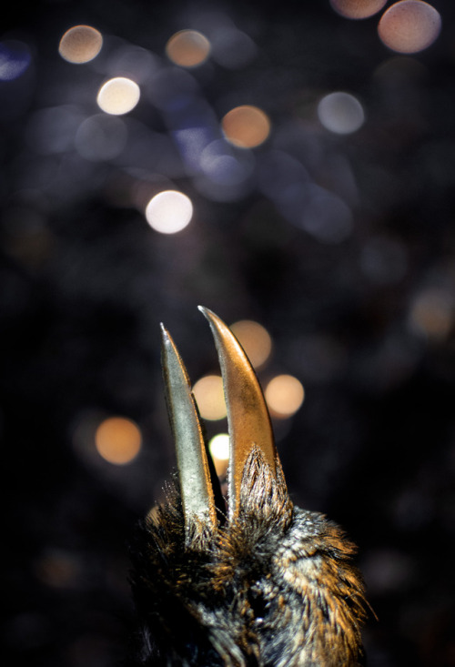 artofmaquenda: PART 1 The Road to Awe “I see the stars in your eyes” said he.“Reflections merely.” Said the crow.“Memories and premonitions” the voice, a soft rebuke.“How can you know such things as the sky will not tell?” crow asked,“I