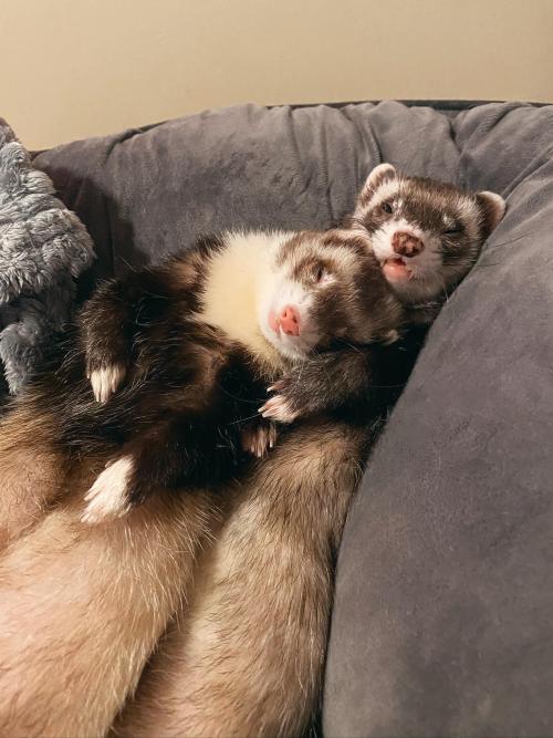 Meeko is madly in love with our latest rescue Ernie : ferrets