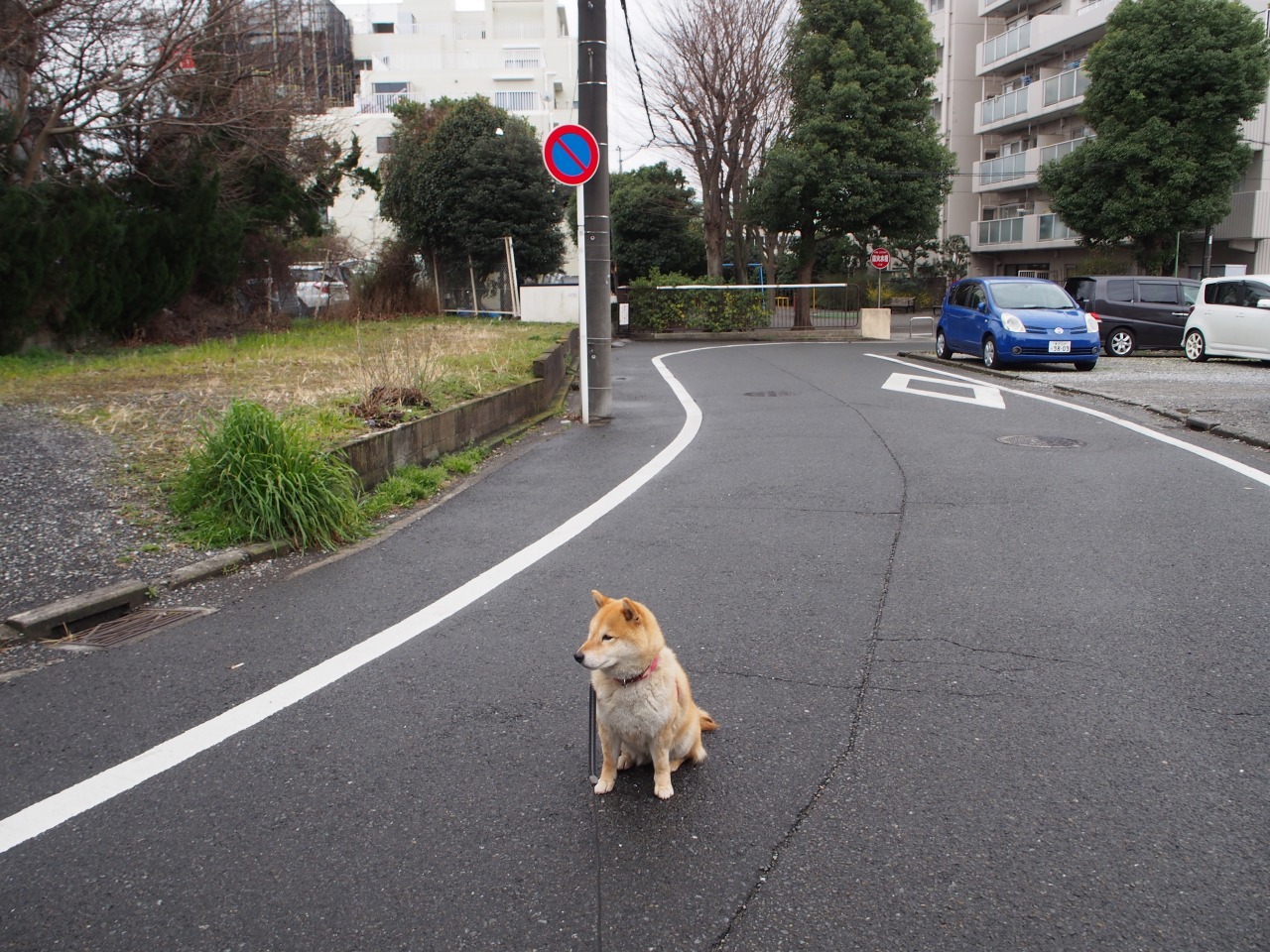 shibainu-komugi:  今日の柴犬の小麦さん #shiba #dog #komugi #shibe #doge