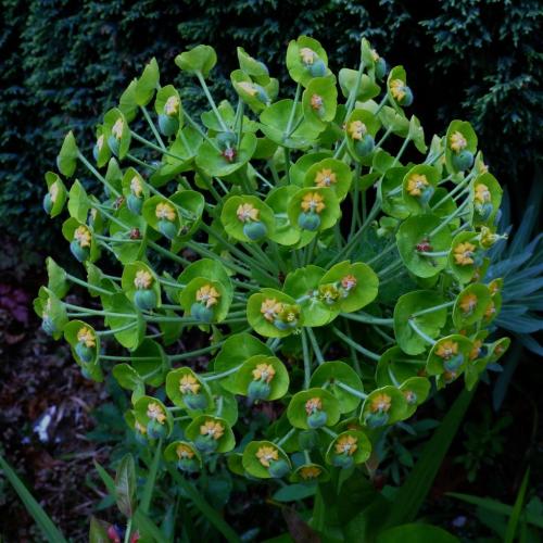 Euphorbia.