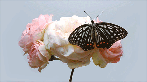 Flutter into Life.