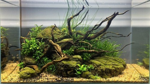 6-week evolution of my #islandstyle #aquascape . . . #aquascaping #natureaquarium #freswater #plante