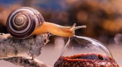 bafflingbiology:  Snail drinking a dew drop