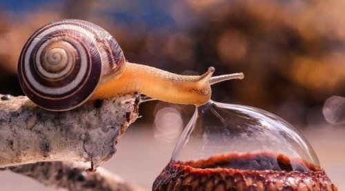 bafflingbiology:  Snail drinking a dew drop from an acorn head  Fun fact: snails can have up to