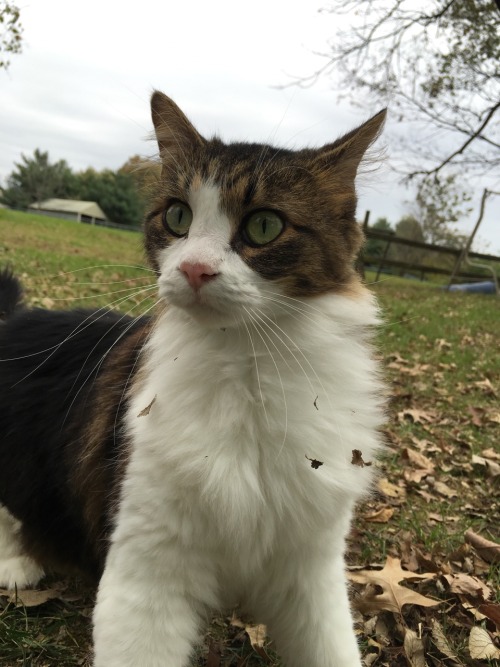sunshineandhomicide:Ezio appreciation post. She’s so gorgeous.