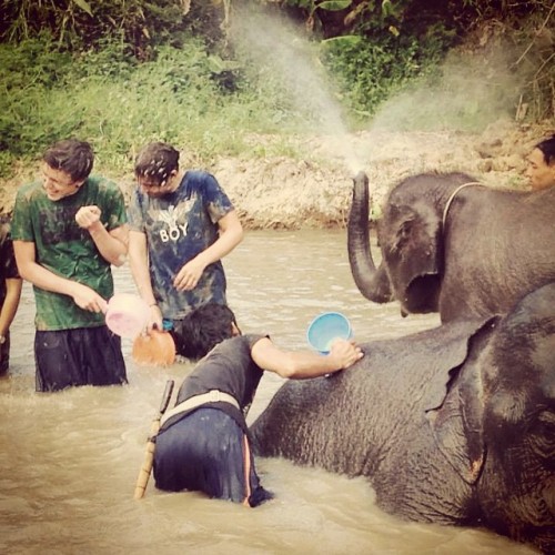 Another from yesterday #Thailand #ChiangMai #elephantretirementpark