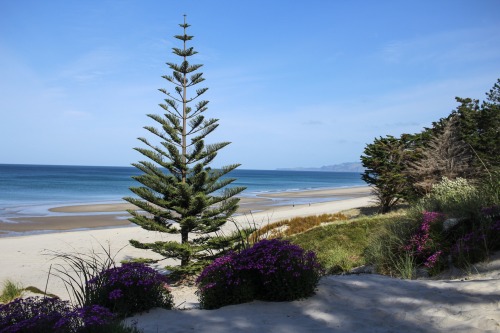 Te Arai Beach, about an hour north of Auckland, NZ. White sands and pine forests surrounded by typic