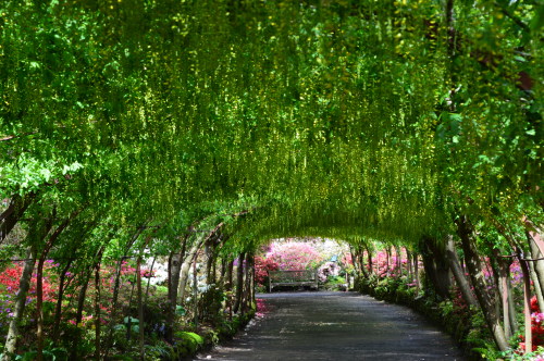 There are a few more of the Labernum Arch at Bodnant gardens to come. I&rsquo;ll try to space them o