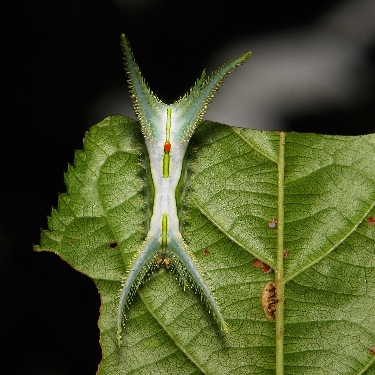 sinobug:
“Stinging Nettle Slug Caterpillar (Cup Moth, Limacodidae)
by Sinobug (itchydogimages) on Flickr.
Pu'er, Yunnan, China
View my other images of Limacodid Caterpillars from China in my Flickr photostream HERE….
”