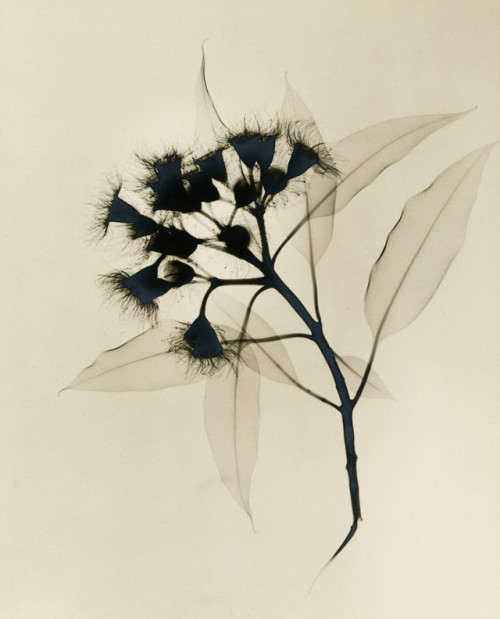 fragrantblossoms:Dr. Dain L. Tasker, Eucalyptus X-ray,  c.1930. 