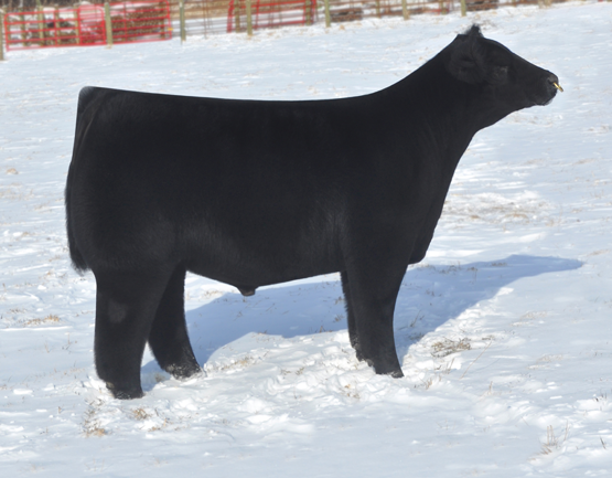 xekstrin:  this animal is so perfectly shaped, it’s almost unbelievable 