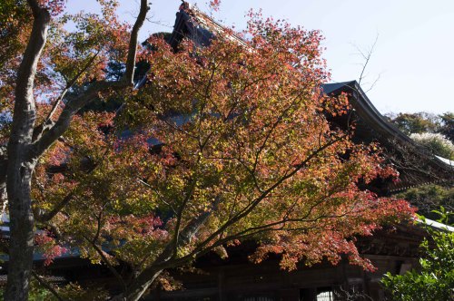 令和２年１１月２７日（土）紅葉を求めて北鎌倉駅から鎌倉駅へまだちょっと早い状況昨年一昨年と台風被害（塩害）で綺麗な紅葉は見られなかったため今年は期待していたが、あまり綺麗な紅葉にはならない様子ピークは