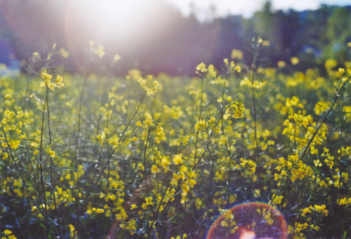 -smellslikesummer-Weiz, AustriaMinoltaX700   |   KodakGold   |   FilmNr.: XXIII