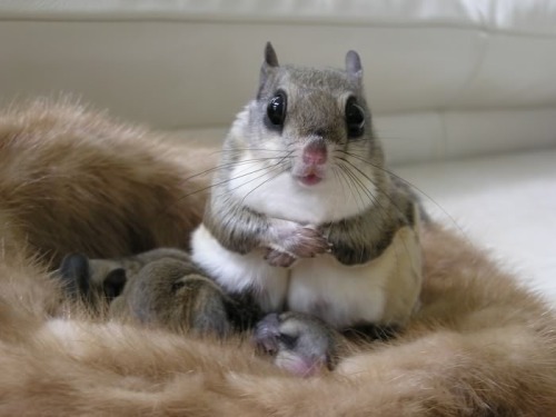 japanese dwarf flying squirrel