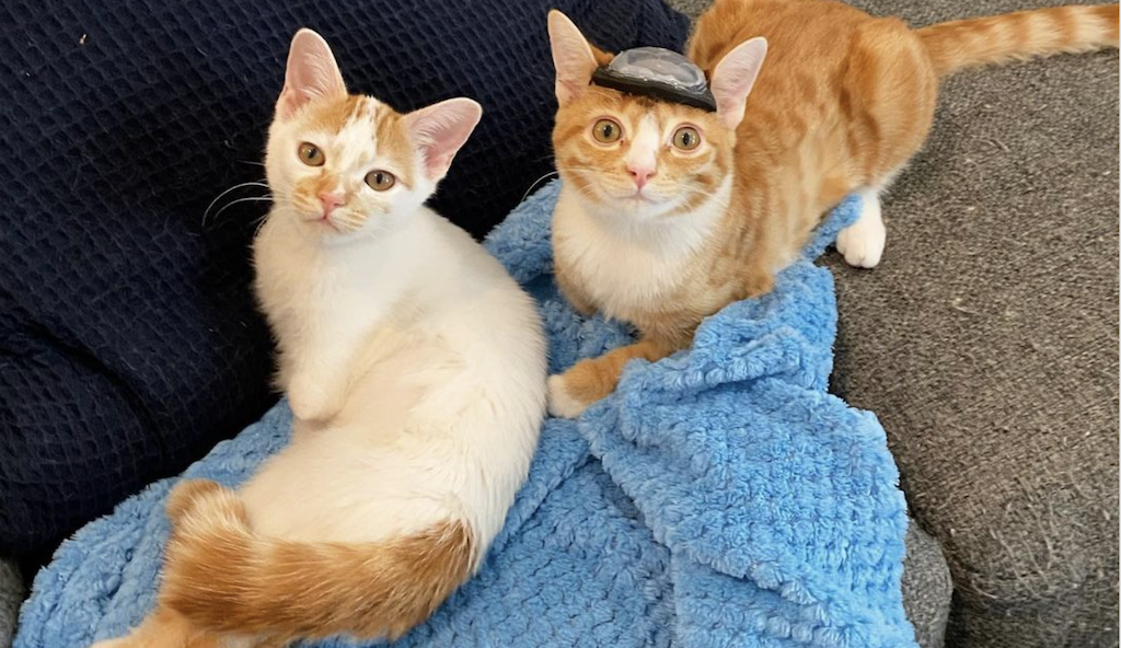 Woman Rescues a Pair of Special Needs Kittens After Being Abandoned by Their Mother