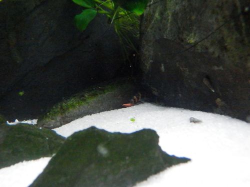 landowaterandaquaria:Nom nom?NOM NOM!>>Scanning for noms<<>>NOMS DETECTED<<&