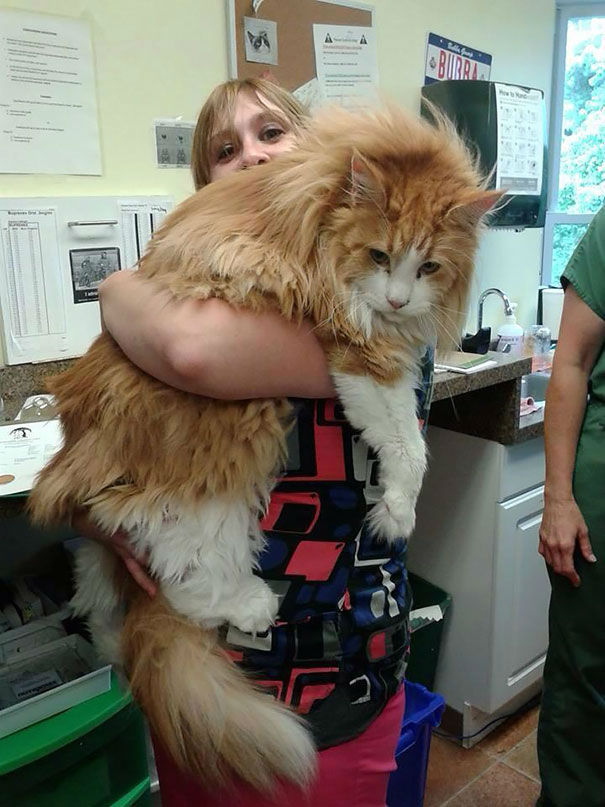 kittehkats:  My Cat Can Kick Your Dog’s Ass!   Seriously.  Amazing Maine Coon