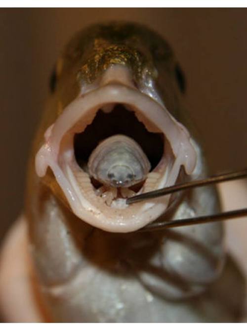 Guard your tongue!Parasitism describes a non-mutual symbiotic relationship between species (parasite