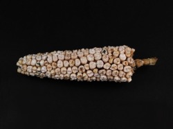 theartofsculpture: Carlos Castro Arias  “Harvest”, 2011. Human teeth in the shape of a corn. 