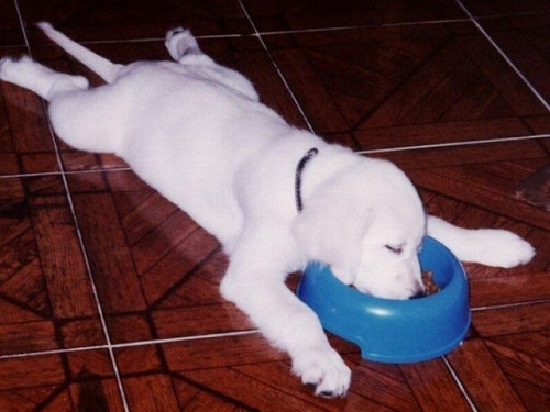 inspector-pervert: quecaigaelsistema: milkywaywhite: Dogs falling asleep in their food The best phot