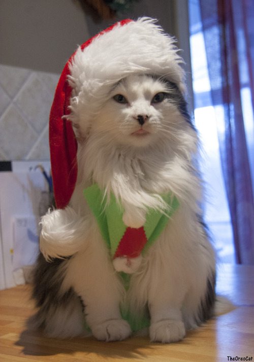 theoreocat: Oreo’s costumes