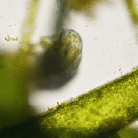THIS IS A TARDIGRADE APPRECIATION POST 