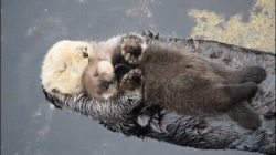 dawwwwfactory:  He Otter be sleeping tight!