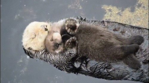 dawwwwfactory:  He Otter be sleeping tight! Click here for more adorable animal pics!