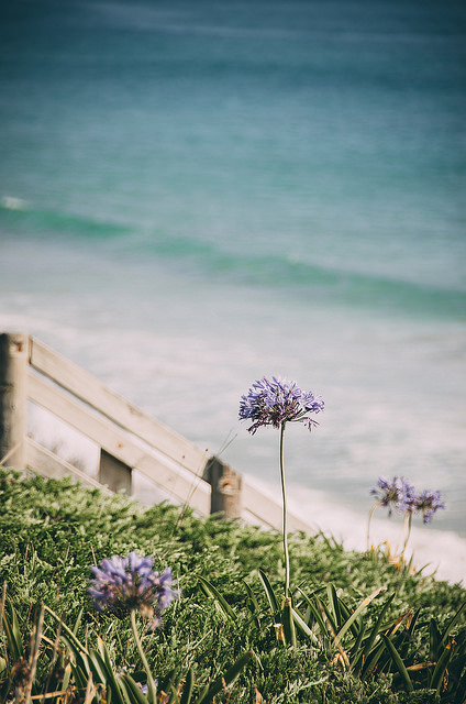 floralls:  New Zealand by DeepLovePhotography   
