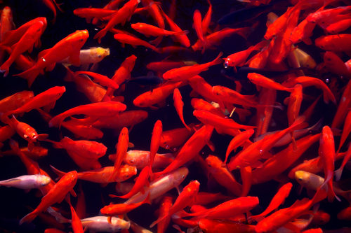 gaytwinksanonymous:  koi