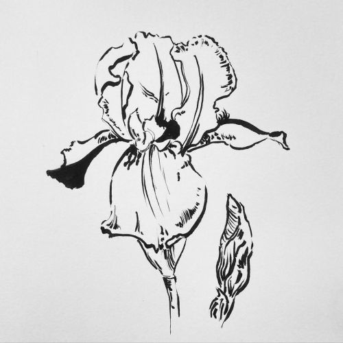 Reproductive #inktober #flowers #iris #ink #inktober2021 #art #pentel @pentel_eu @inktober #artofins