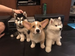 dawwwwfactory:  When your doggos are so cute