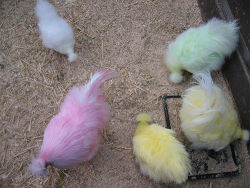 miss-nerdgasmz:  aquarian-sunchild:  To the person who has recently earned a Silkie chicken (aka “fluffy chicken”) because of Tumblr: Did you know that with some food coloring or Easter egg dye, a sponge and a whole lot of patience, you can do this