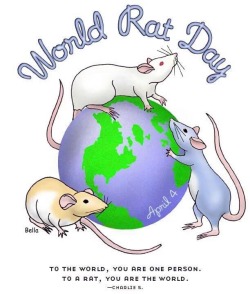 darlingrats: Happy World Rat Day