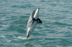 zubat:  swiftingthrough:  Ok so I can’t make this post all formal because I need to do this quick because we’re running out of time. These are Maui Dolphins and they are one the cutest creatures I’ve ever seen. They are only found off the west